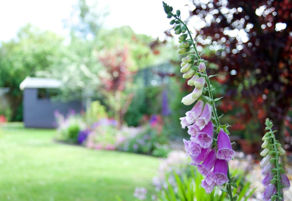 Photo of a foxglove in an English country garden